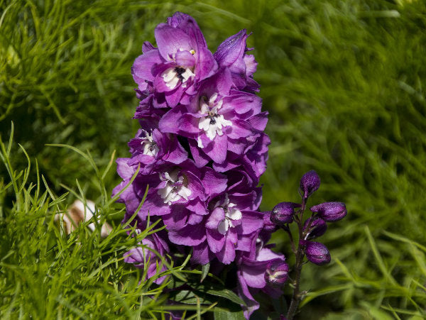 lila Blüte des Rittersporns Wildpflanze