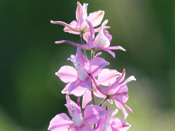 rosa Rittersporn Nahaufnahme Blüte